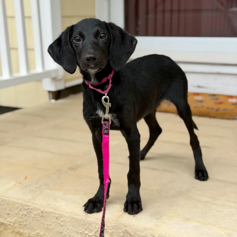 A baby medium-sized female Black Mixed Breed dog named Ruffles for adoption in Yaphank, NY