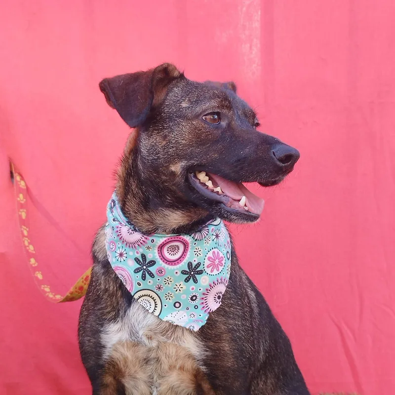 Stella
