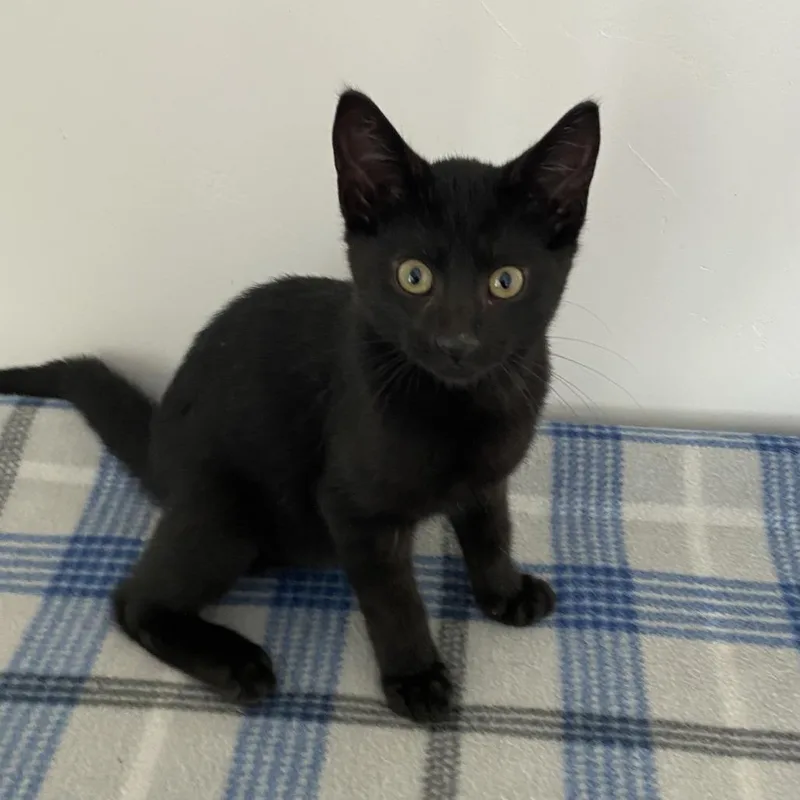 A baby small-sized male Black Domestic Short Hair cat named Ivan for adoption in Green Bay, WI