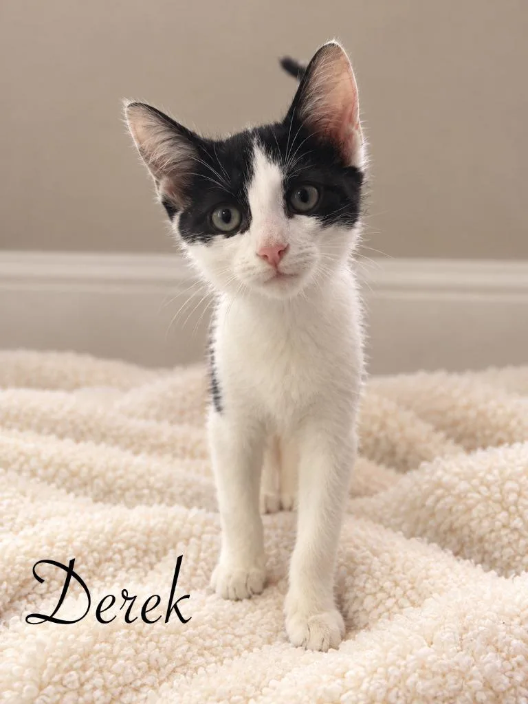 A baby medium-sized male Domestic Short Hair cat named Derek for adoption in Johnson City, TN