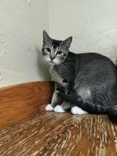 A young small-sized male Tabby cat named Alexander for adoption in Parlier, CA