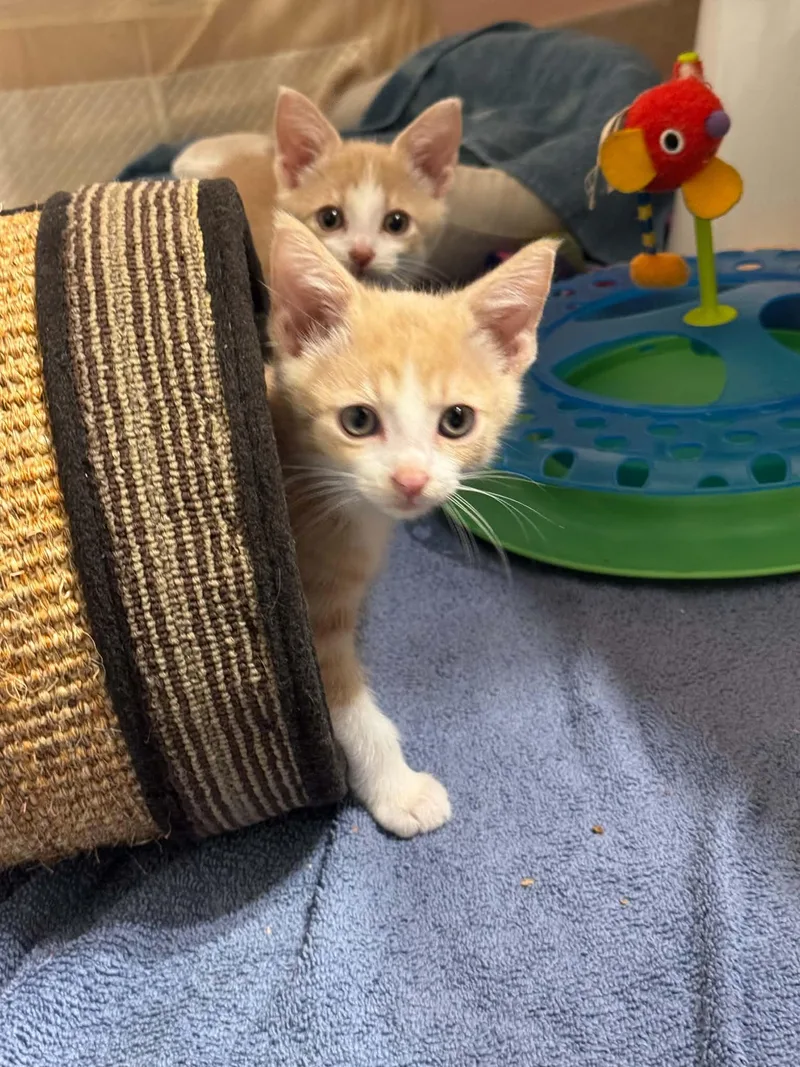 A baby small-sized male Orange & White Domestic Short Hair cat named Legs Benedict for adoption in Milwaukee, WI