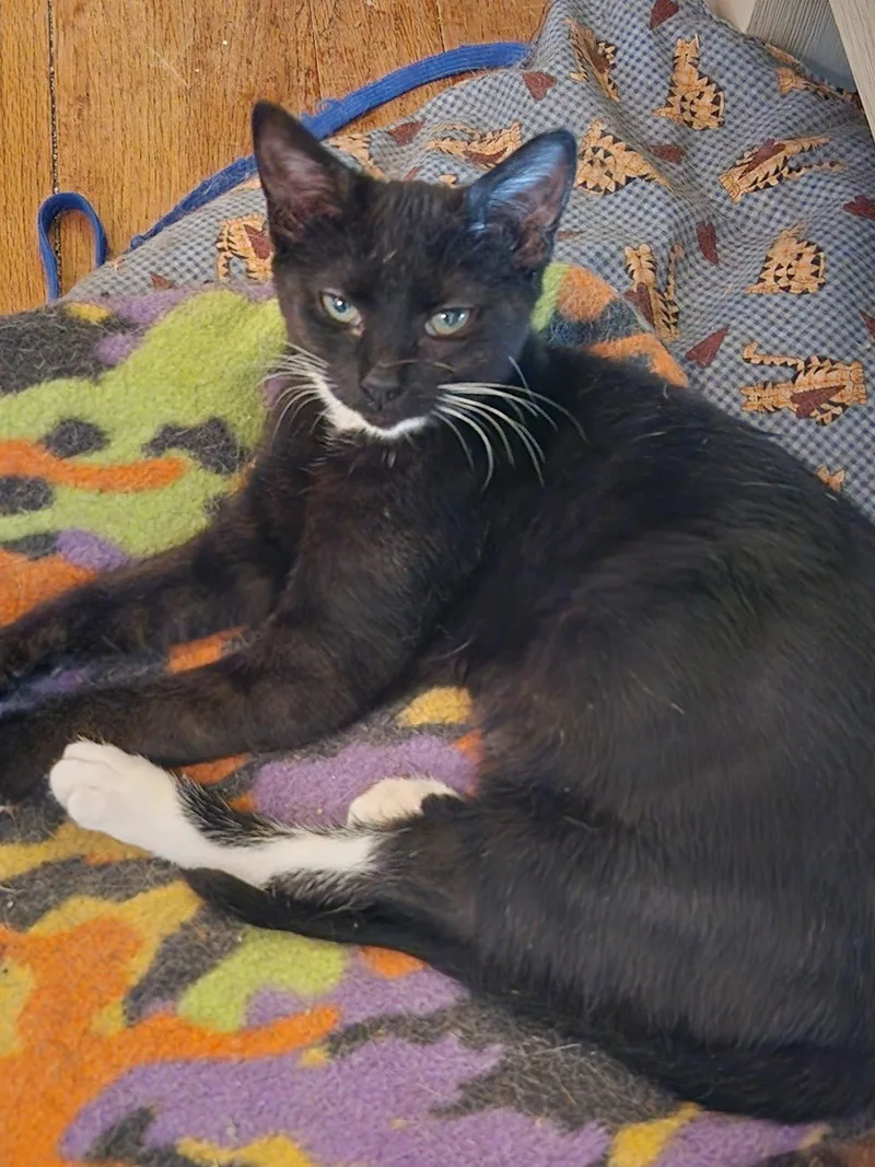 A young medium-sized female Black & White / Tuxedo Domestic Short Hair cat named Sheeba for adoption in Ocean Pines, MD