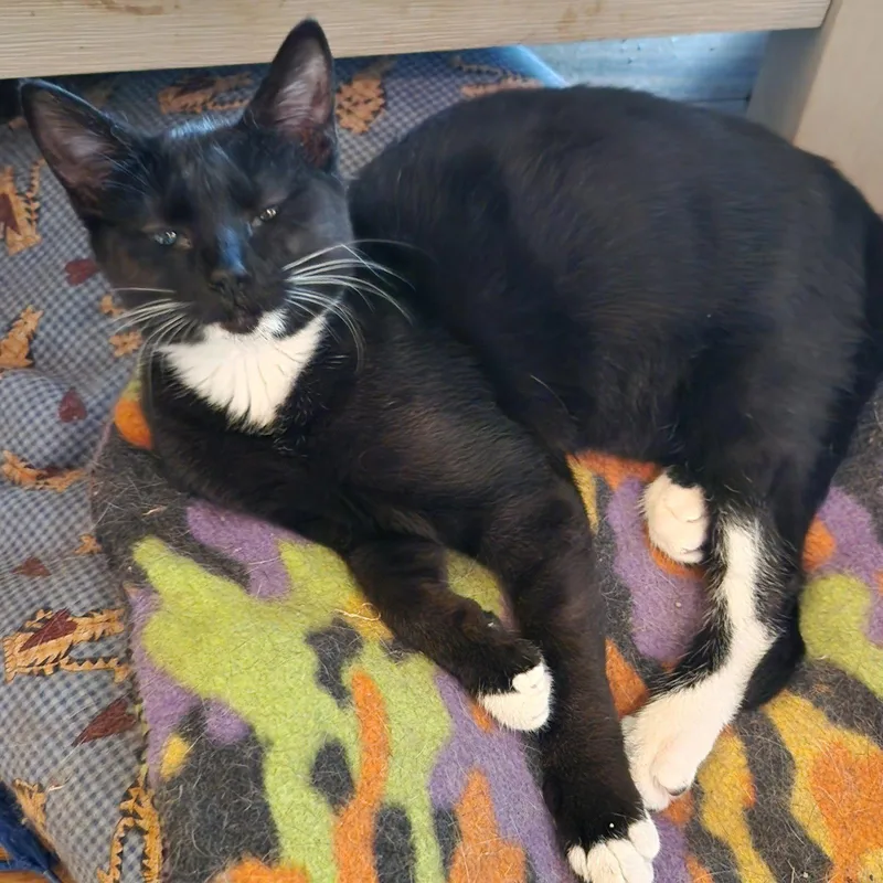 Sheeba thumbnail 2