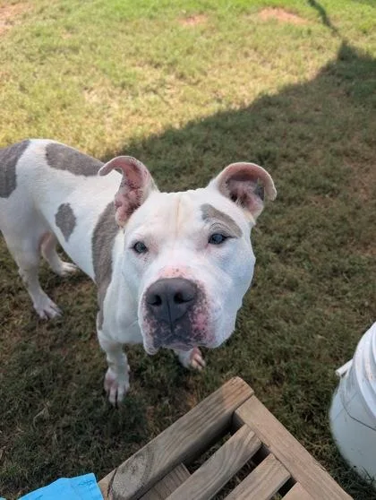 An adult large-sized female Pit Bull Terrier dog named Misty for adoption in Atlanta, GA