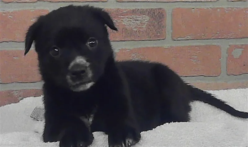 A baby small-sized female German Shepherd Dog dog named Monica for adoption in Houston, TX