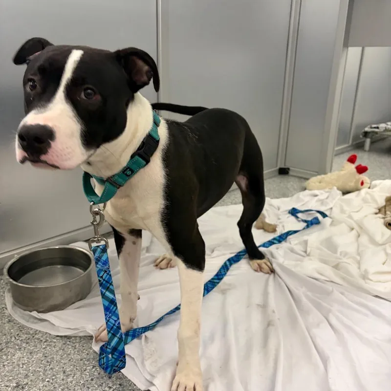 A young medium-sized male Black Mixed Breed dog named Mooncalf for adoption in Mentor, OH