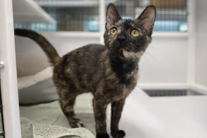 A baby medium-sized female Tortoiseshell cat named Purrito for adoption in Raleigh, NC