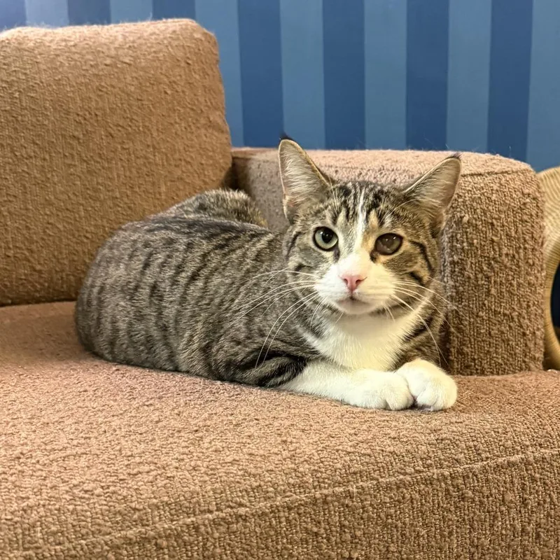 A young medium-sized male Gray / Blue / Silver Domestic Short Hair cat named Alec for adoption in Bloomington, IL