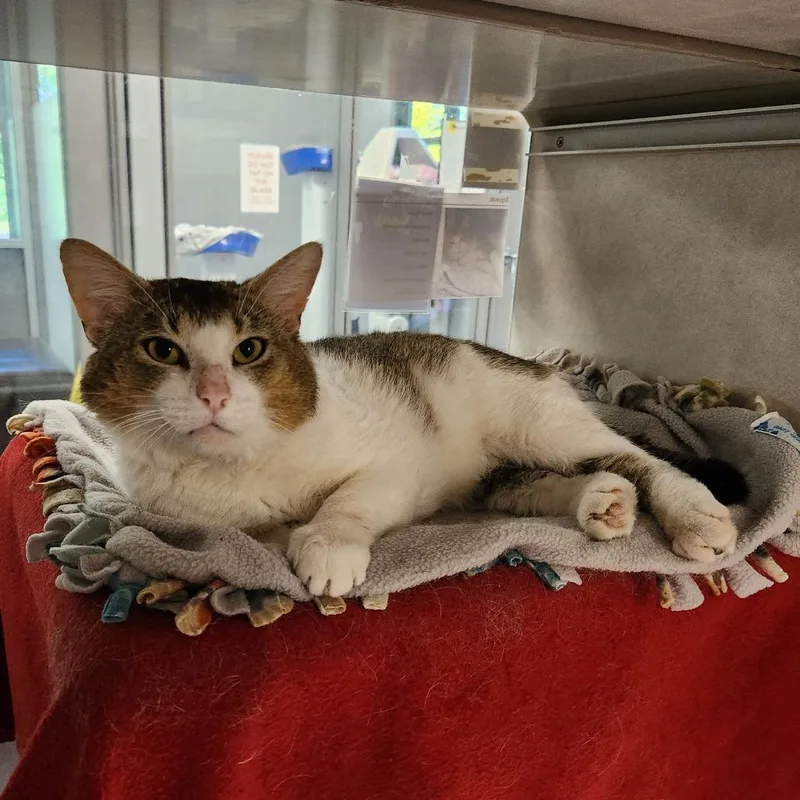 An adult large-sized male White Domestic Short Hair cat named Squeak for adoption in Grand Rapids, MI
