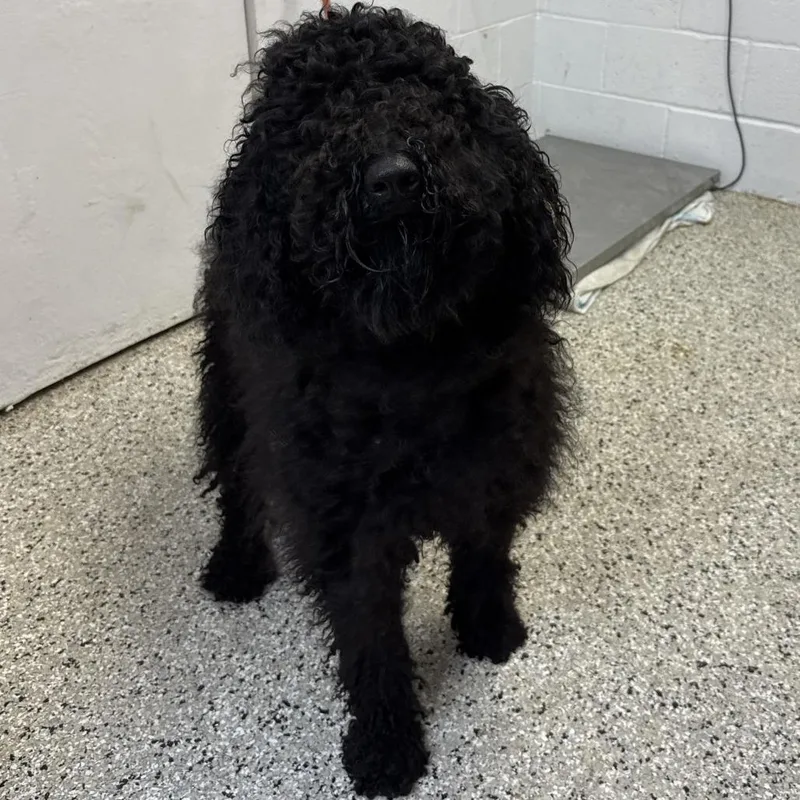 An adult medium-sized female Black Poodle dog named Wonder Woman for adoption in Hattiesburg, MS