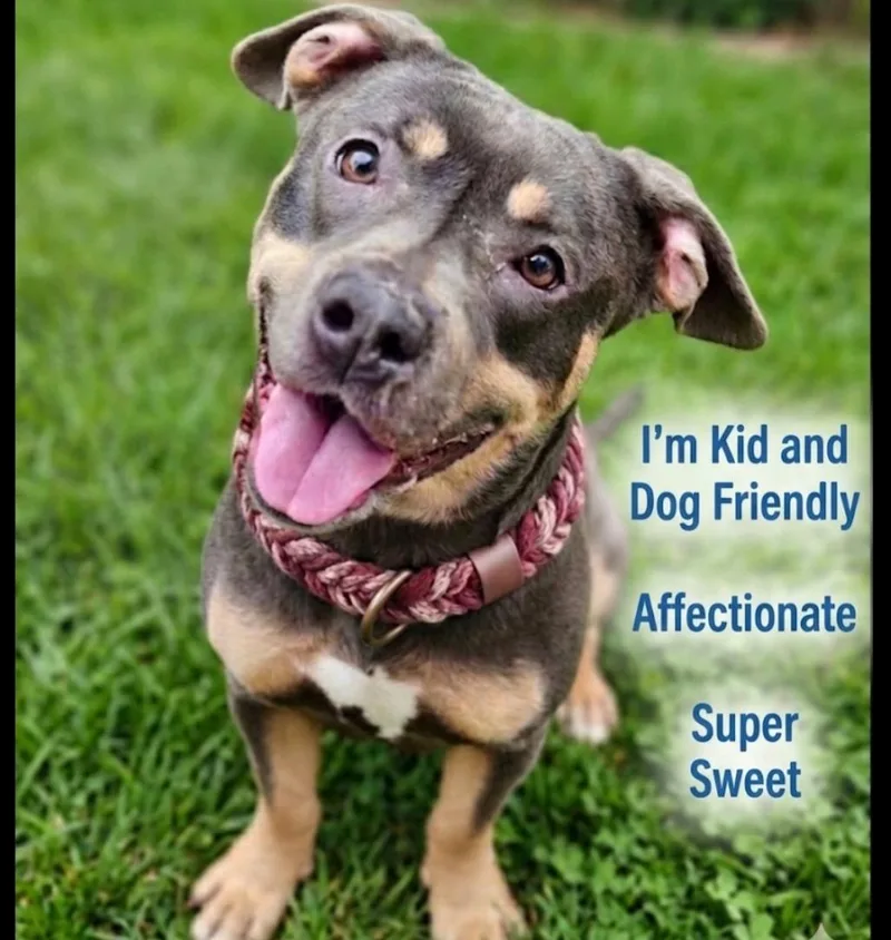 An adult medium-sized female Pit Bull Terrier dog named Mulan for adoption in Roswell, GA