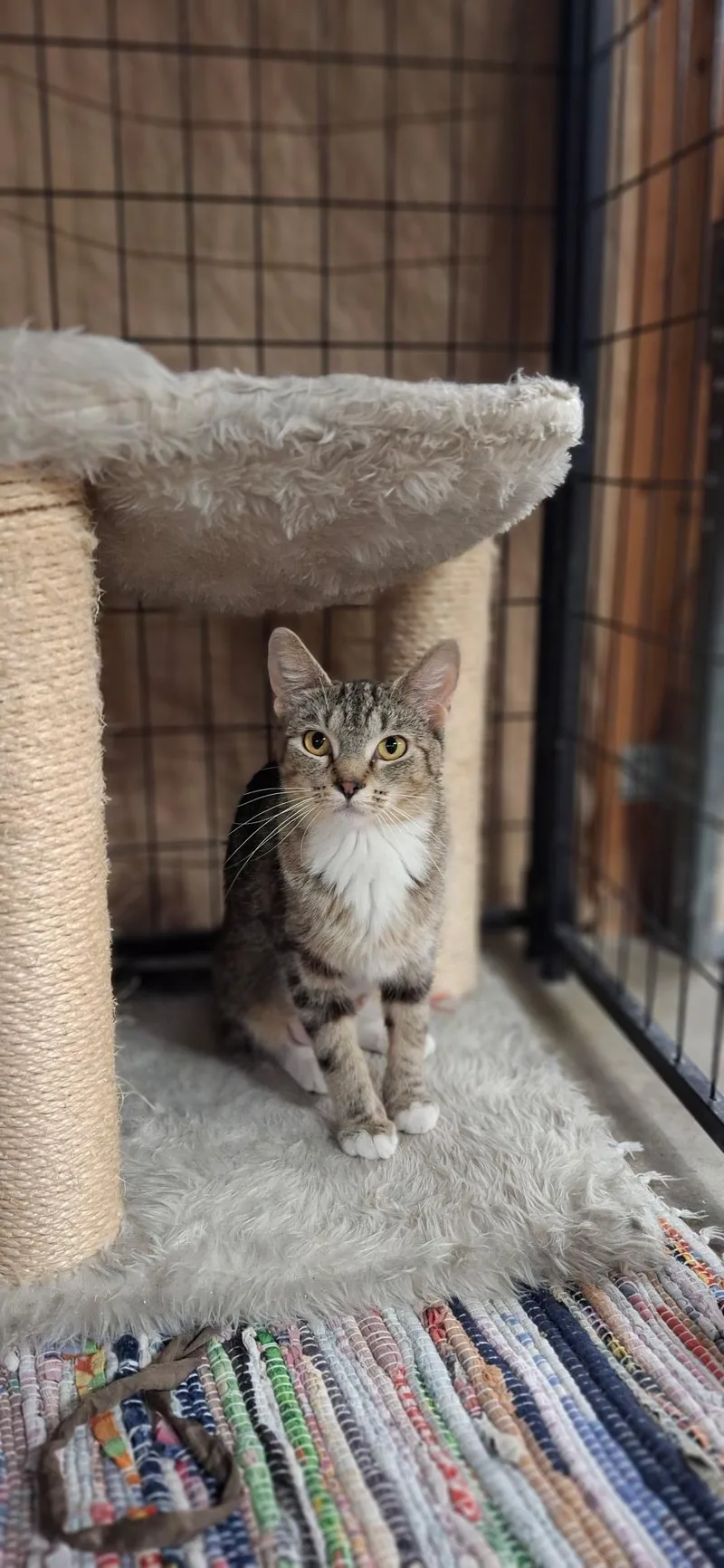 An adult small-sized female Tabby (Brown / Chocolate) Domestic Short Hair cat named Jazzy for adoption in Faribault, MN