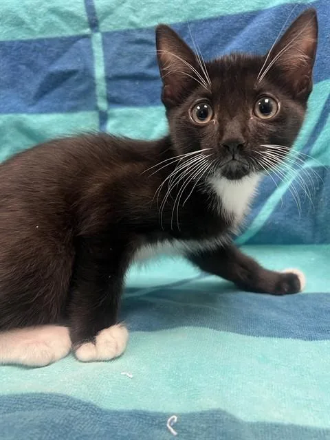 A baby small-sized female Domestic Short Hair cat named Ethel for adoption in Ontario, CA