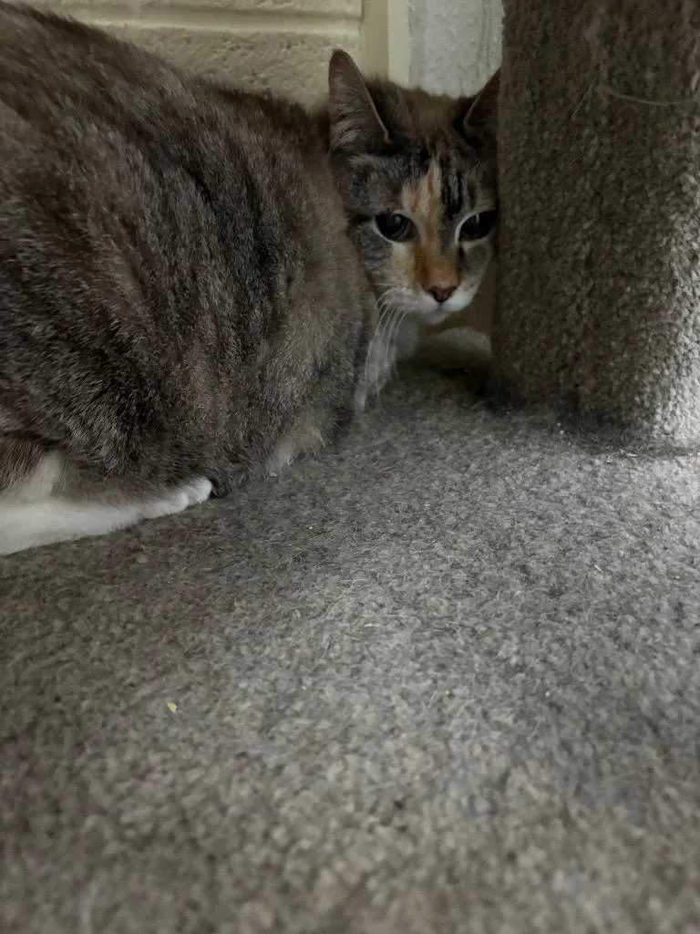 A senior medium-sized female Domestic Short Hair cat named Ruby for adoption in Crossville, TN