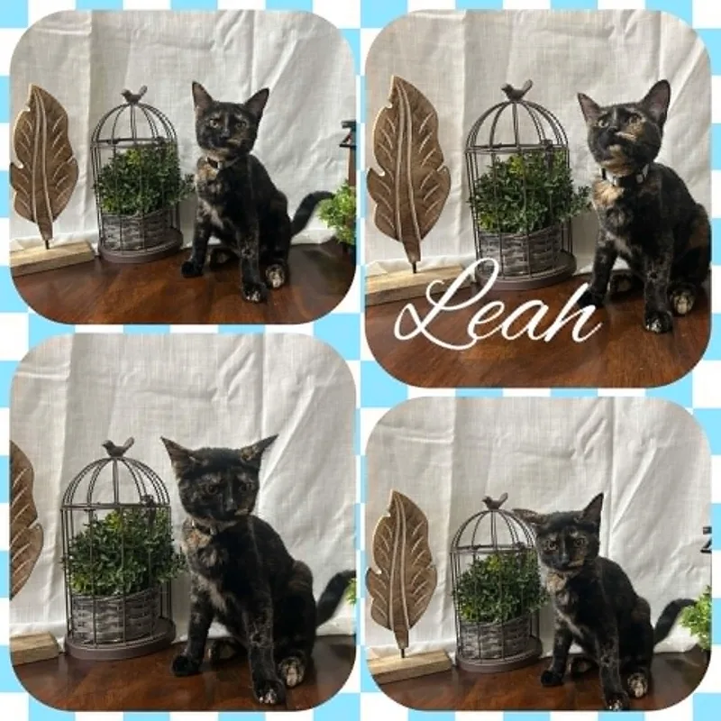 A young medium-sized female Domestic Short Hair cat named Leah for adoption in Mansfield, TX