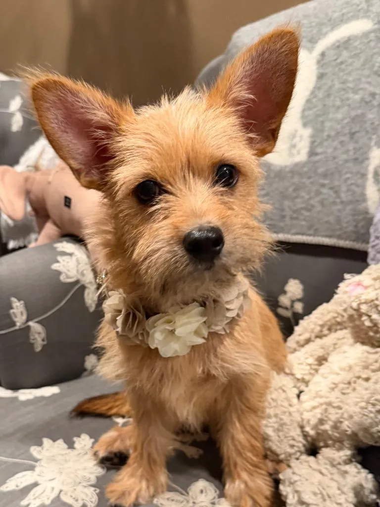 A baby medium-sized male Wirehaired Terrier dog named Benjamin for adoption in West Bloomfield, MI