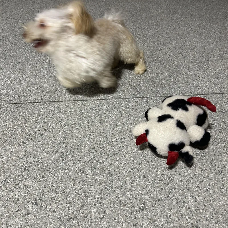 A young small-sized male Yellow / Tan / Blond / Fawn Havanese dog named Fun guy Archie for adoption in Antwerp, OH