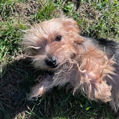 A young small-sized female Yorkshire Terrier dog named Hazel for adoption in Madison, WI
