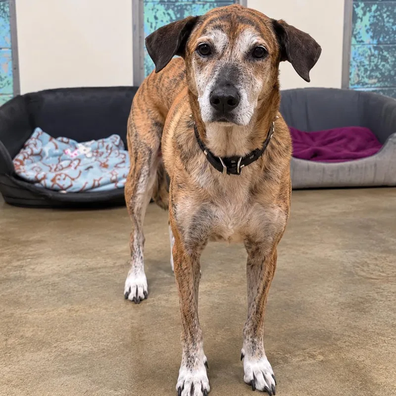 A senior medium-sized female Brindle Mixed Breed dog named Lily for adoption in Jefferson city, TN