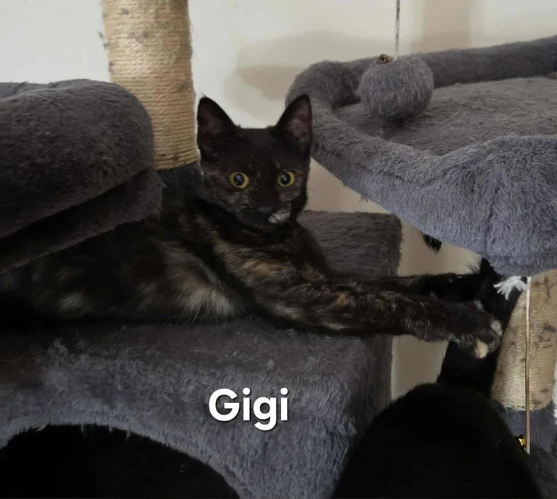 A baby medium-sized female Tortoiseshell cat named Gigi for adoption in MONTGOMERY, TX