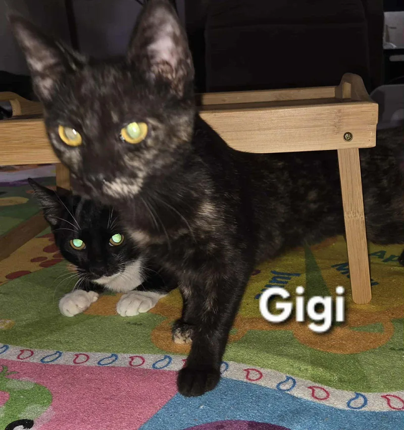Gigi thumbnail 2