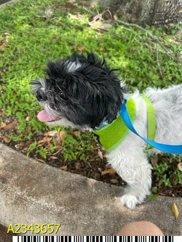 An adult small-sized male Mixed Breed dog named Bronco for adoption in West Palm Beach, FL