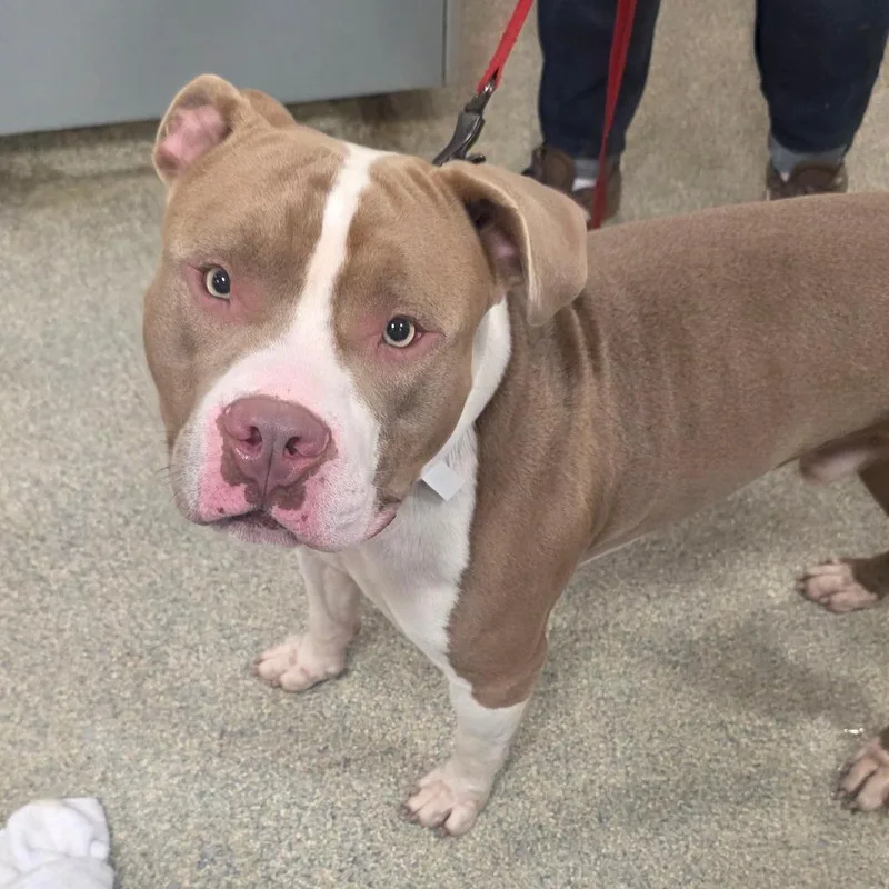 An adult large-sized male Yellow / Tan / Blond / Fawn Mixed Breed dog named Ranger for adoption in Jacksonville, FL