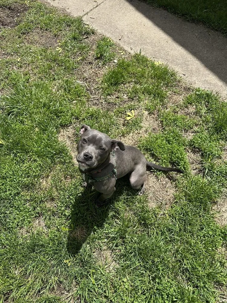A young medium-sized female American Staffordshire Terrier dog named Mickey for adoption in Grand Rapids, MI