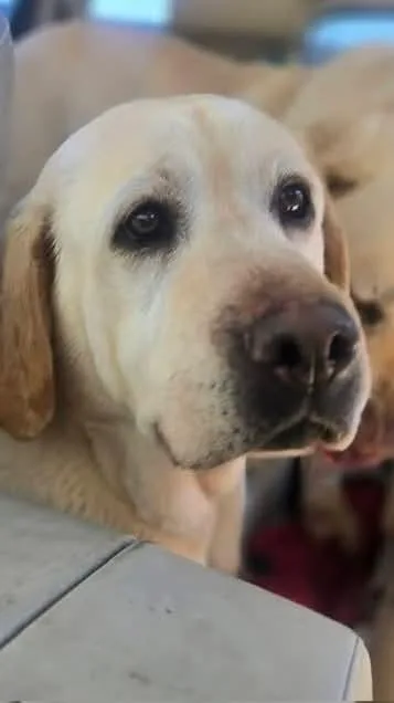 An adult large-sized female Labrador Retriever dog named Butters for adoption in Groveland, MA