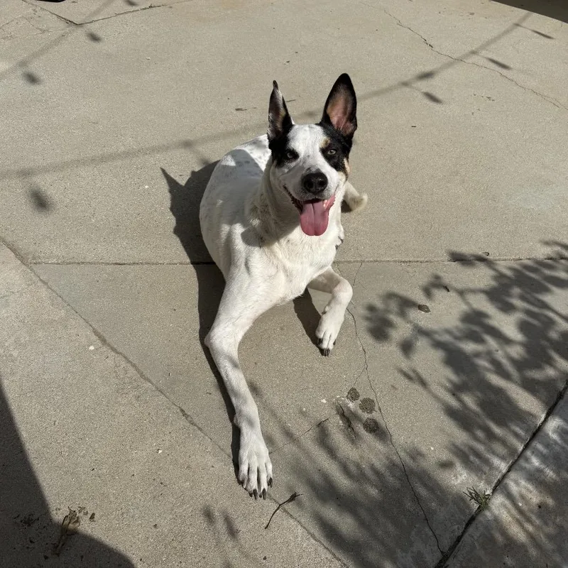 An adult large-sized male White / Cream Mixed Breed dog named Harley for adoption in San Diego, CA