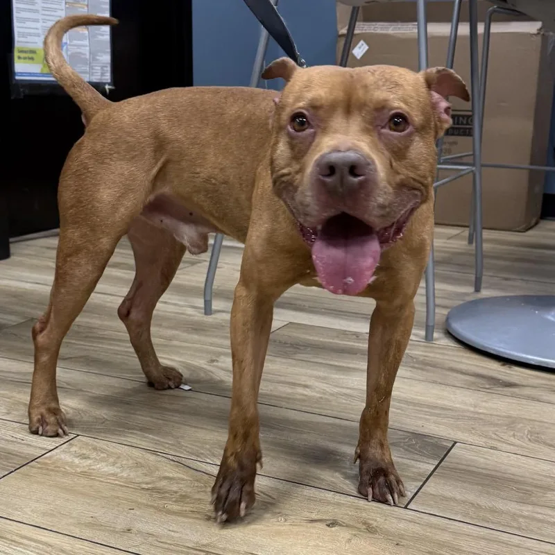 An adult medium-sized male Brown / Chocolate Pit Bull Terrier dog named Rubeus Hagrid for adoption in Newark, NJ