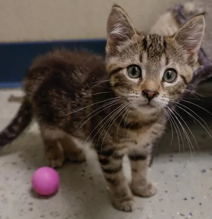 A baby small-sized male Domestic Short Hair cat named Rex for adoption in Baraboo, WI