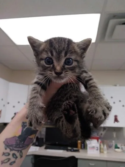 A baby small-sized male Domestic Short Hair cat named Cricket for adoption in Palm Coast, FL