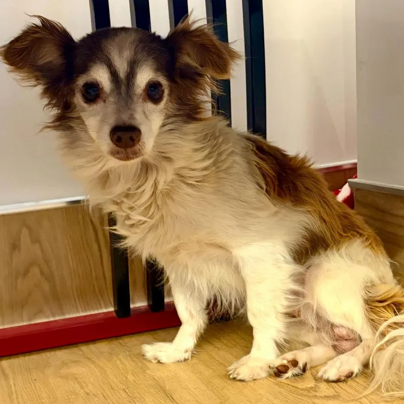 A senior small-sized male Brown / Chocolate Terrier dog named Binx for adoption in San Francisco, CA