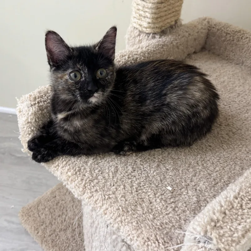 A baby small-sized female Tortoiseshell cat named Penelope for adoption in East Northport, NY