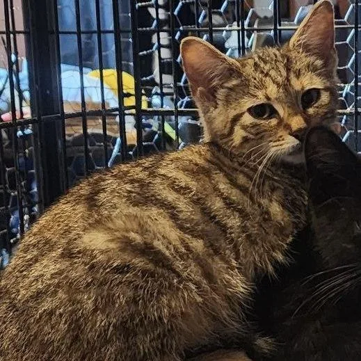 A baby small-sized female Brown / Chocolate Domestic Short Hair cat named Winnie for adoption in Waynesburg, PA