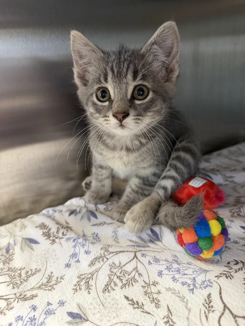 A baby medium-sized female Tabby (Gray / Blue / Silver) Domestic Short Hair cat named Pork Chop for adoption in Midland, MI