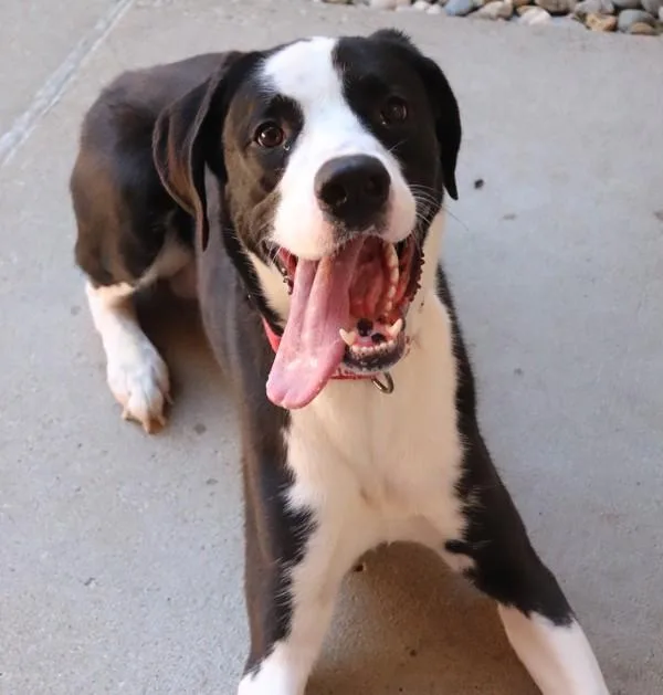 A young medium-sized male Great Dane dog named Koda for adoption in Sioux City, IA
