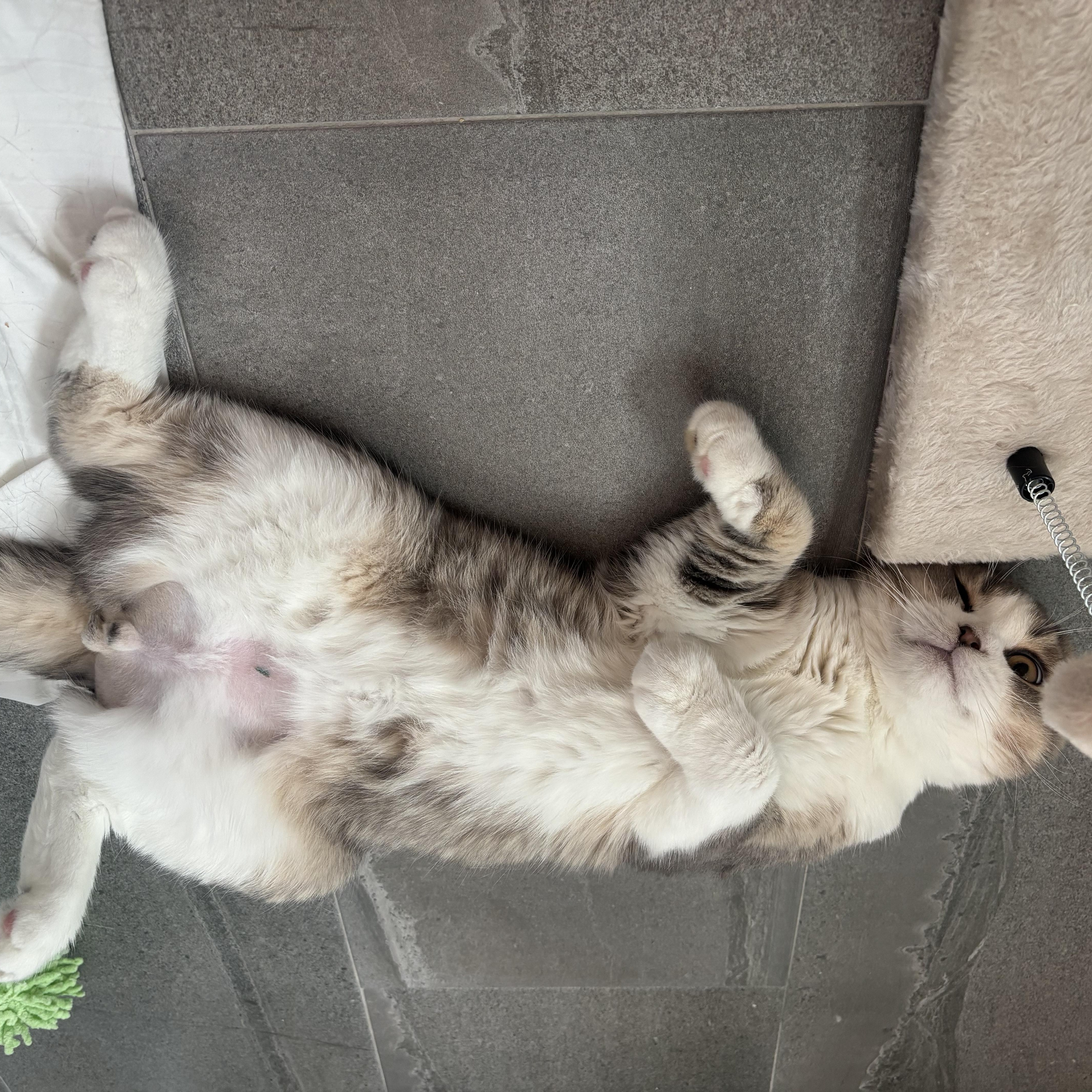 A young small-sized male Gray & White Scottish Fold cat named Spoon for adoption in Tampa, FL
