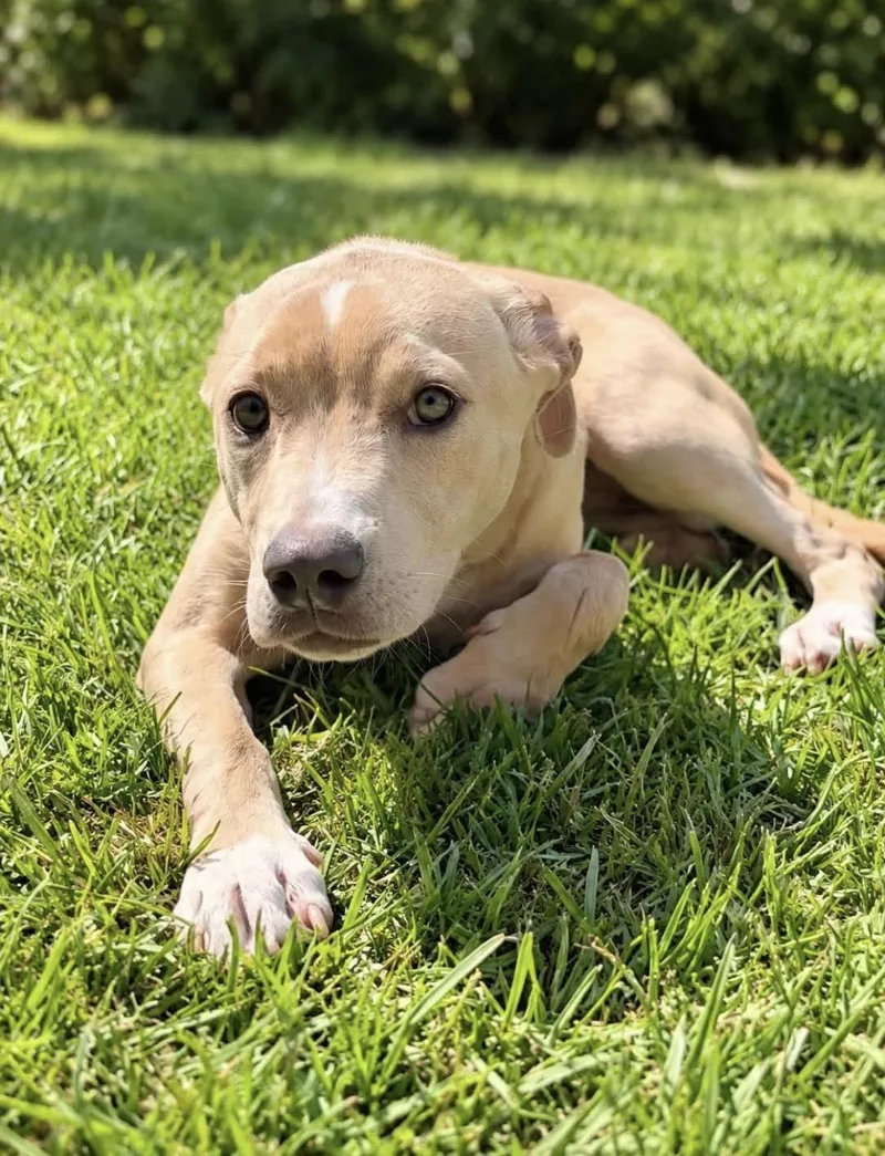 A young medium-sized female English Bulldog dog named Sandy for adoption in Alexander City, AL