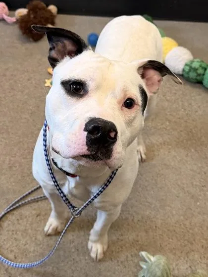 Nicodemus thumbnail 2