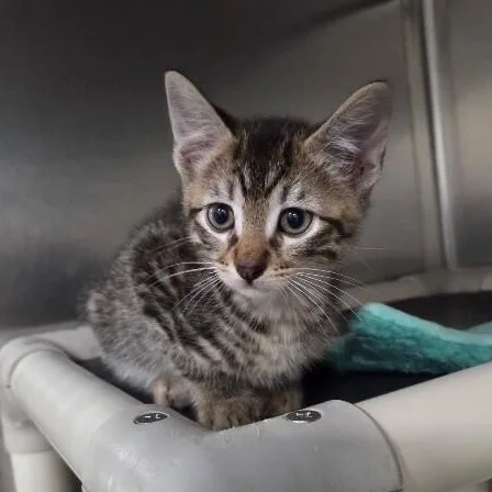A young medium-sized male Domestic Short Hair cat named River for adoption in Saint Charles, MO