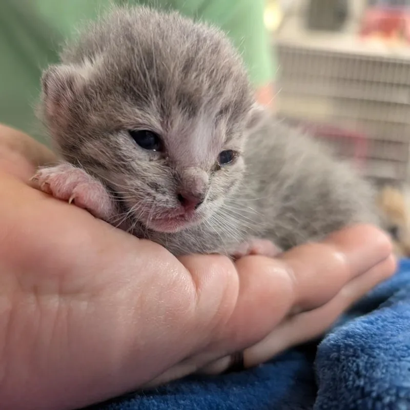 A baby small-sized male Gray / Blue / Silver Domestic Short Hair cat named Towne for adoption in Titusville, FL
