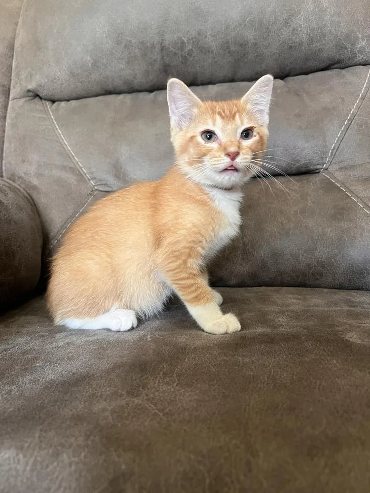 A baby small-sized male Orange & White Domestic Short Hair cat named Ellis for adoption in Rochester, IN