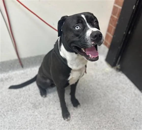 A young large-sized male Pit Bull Terrier dog named Mr Fresh for adoption in Los Angeles, CA