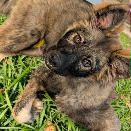 A baby small-sized female Sable Shepherd dog named Nadia for adoption in Memphis, TN