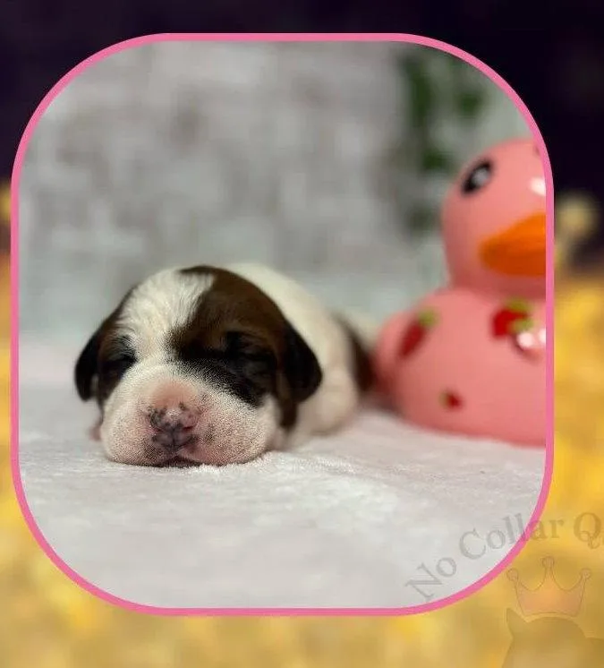 A baby medium-sized female Pit Bull Terrier dog named Solene Sonara for adoption in Jacksonville, NC