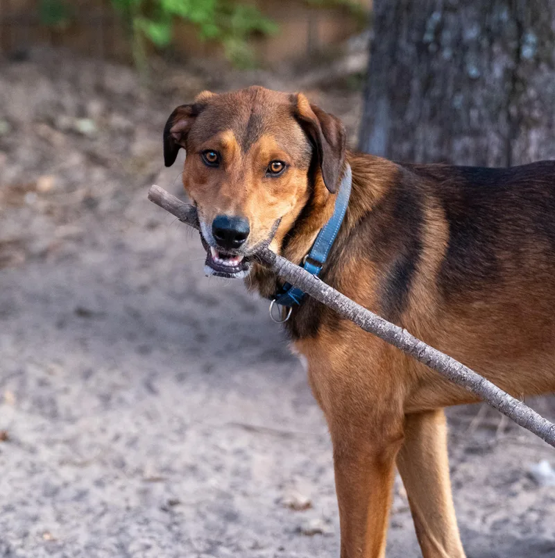 A young extra large-sized male American Foxhound dog named Aero for adoption in Tyler, TX