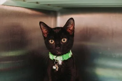 A young small-sized female Domestic Short Hair cat named a Ground Beef for adoption in North Charleston, SC